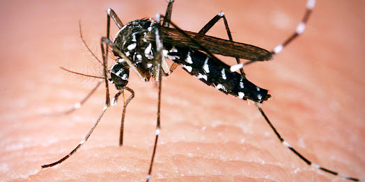Fièvre dengue : nombre de cas dans la République de Maurice
