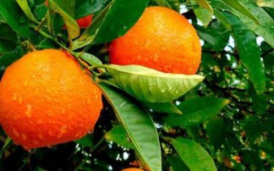 Après la tomate marocaine, la percée des oranges égyptiennes dans l’UE inquiète les producteurs espagnols